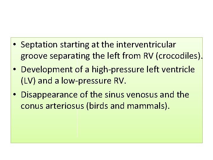  • Septation starting at the interventricular groove separating the left from RV (crocodiles).