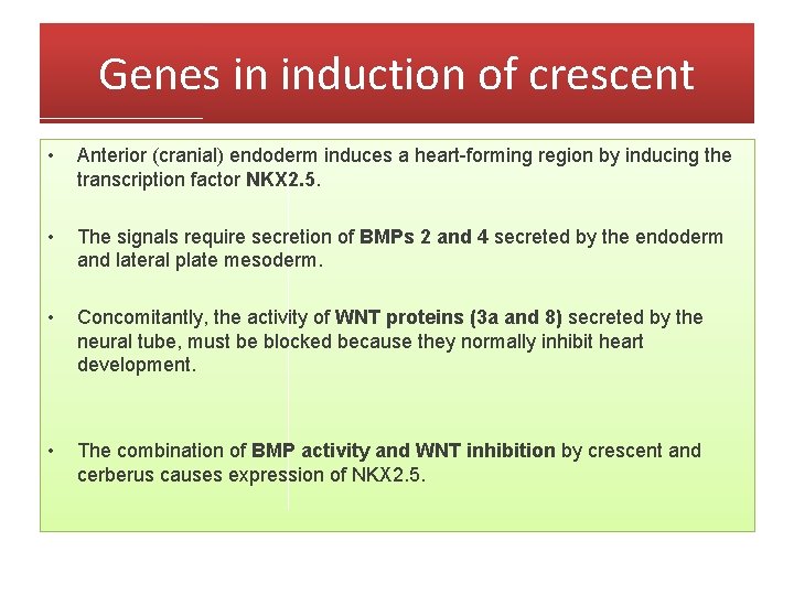 Genes in induction of crescent • Anterior (cranial) endoderm induces a heart-forming region by