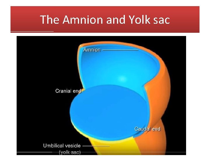 The Amnion and Yolk sac 