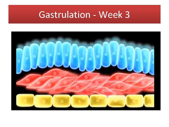 Gastrulation - Week 3 