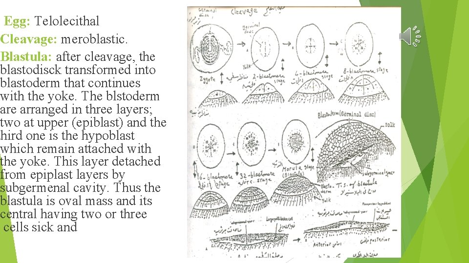 Egg: Telolecithal Cleavage: meroblastic. Blastula: after cleavage, the blastodisck transformed into blastoderm that continues