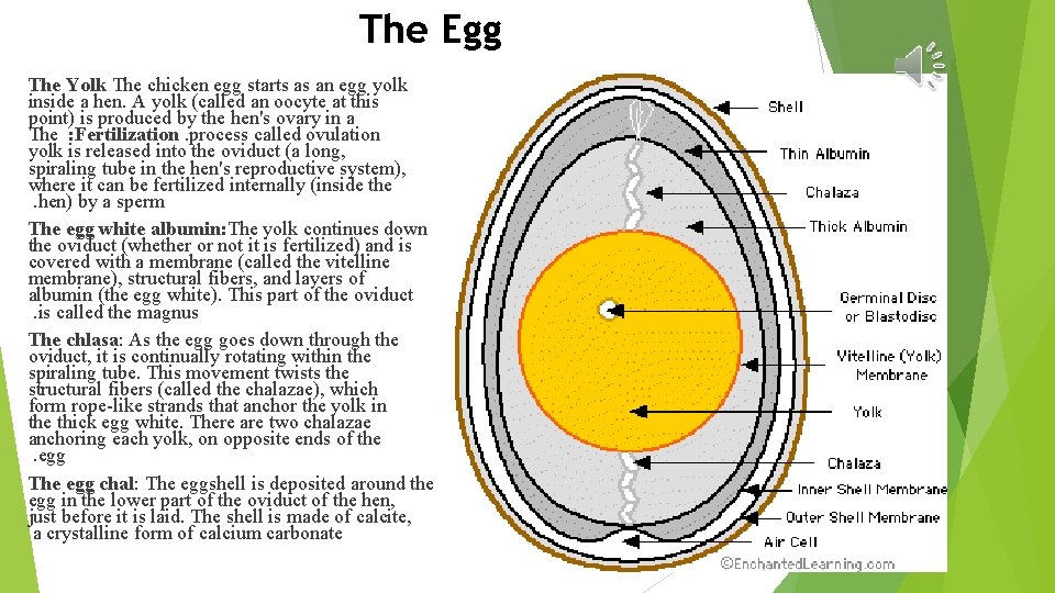 The Egg The Yolk The chicken egg starts as an egg yolk inside a