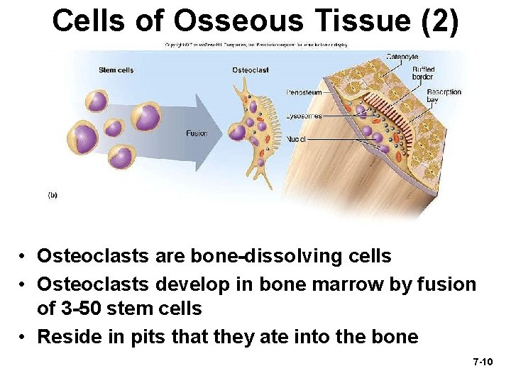 Cells of Osseous Tissue (2) • Osteoclasts are bone-dissolving cells • Osteoclasts develop in