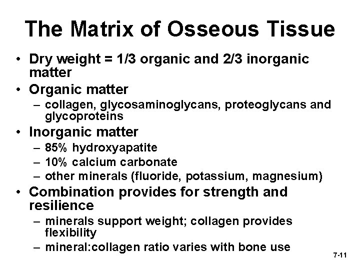 The Matrix of Osseous Tissue • Dry weight = 1/3 organic and 2/3 inorganic