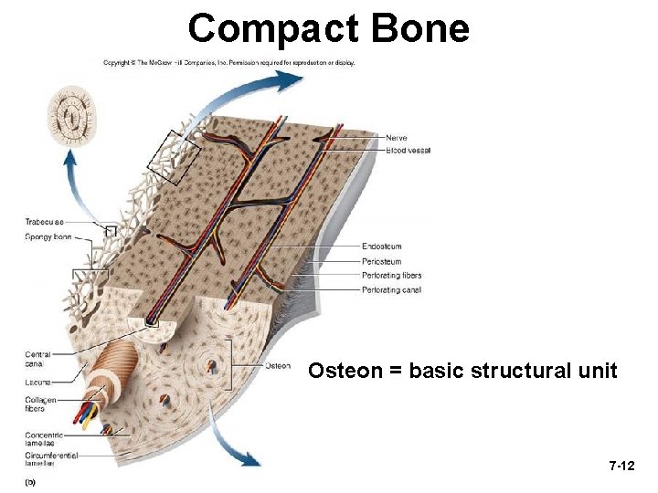 Compact Bone Osteon = basic structural unit 7 -12 