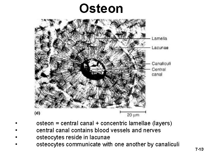 Osteon • • osteon = central canal + concentric lamellae (layers) central canal contains
