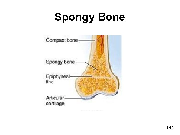 Spongy Bone 7 -14 