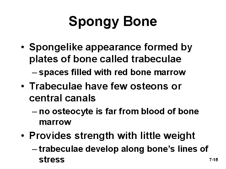 Spongy Bone • Spongelike appearance formed by plates of bone called trabeculae – spaces