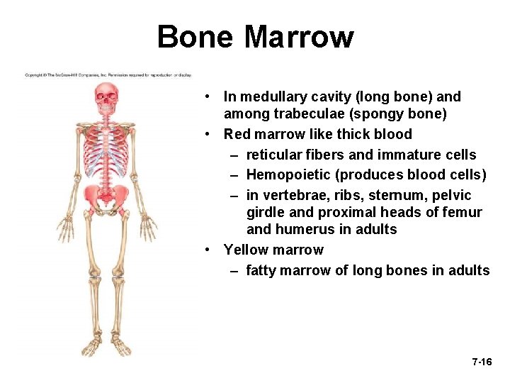 Bone Marrow • In medullary cavity (long bone) and among trabeculae (spongy bone) •