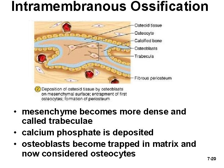 Intramembranous Ossification • mesenchyme becomes more dense and called trabeculae • calcium phosphate is