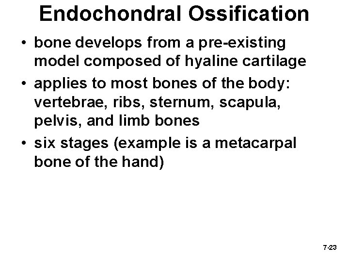 Endochondral Ossification • bone develops from a pre-existing model composed of hyaline cartilage •