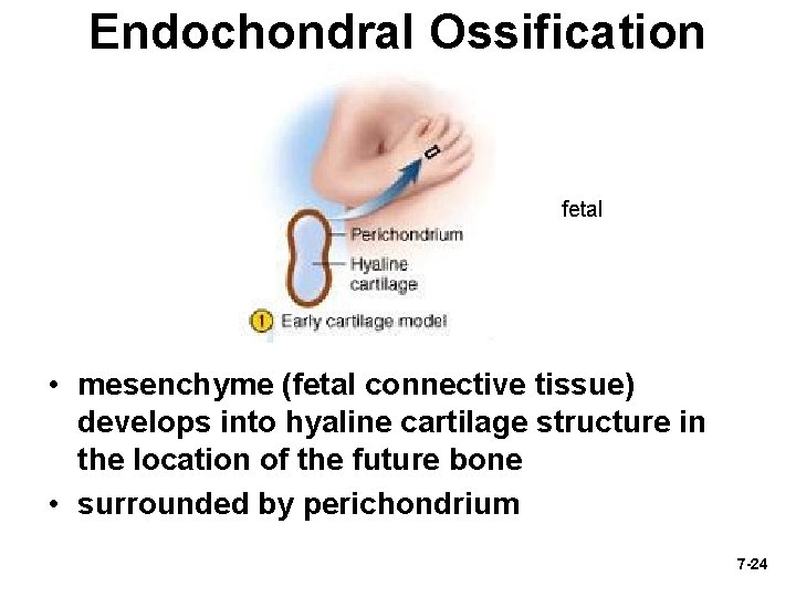 Endochondral Ossification fetal • mesenchyme (fetal connective tissue) develops into hyaline cartilage structure in