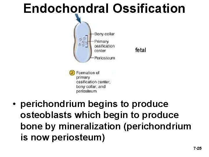 Endochondral Ossification fetal • perichondrium begins to produce osteoblasts which begin to produce bone