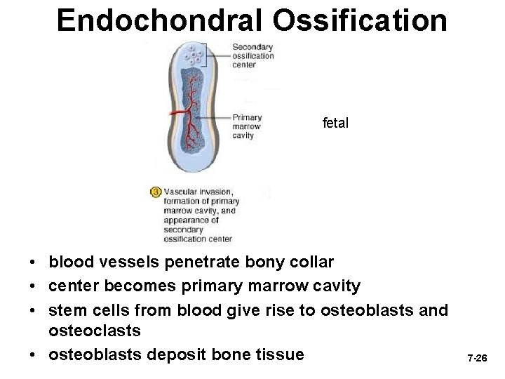 Endochondral Ossification fetal • blood vessels penetrate bony collar • center becomes primary marrow