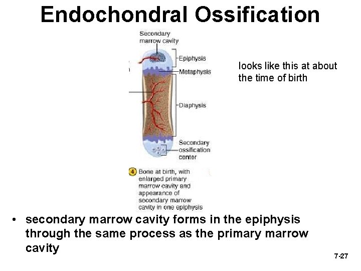 Endochondral Ossification looks like this at about the time of birth • secondary marrow