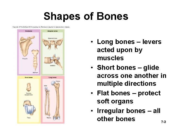 Shapes of Bones • Long bones – levers acted upon by muscles • Short