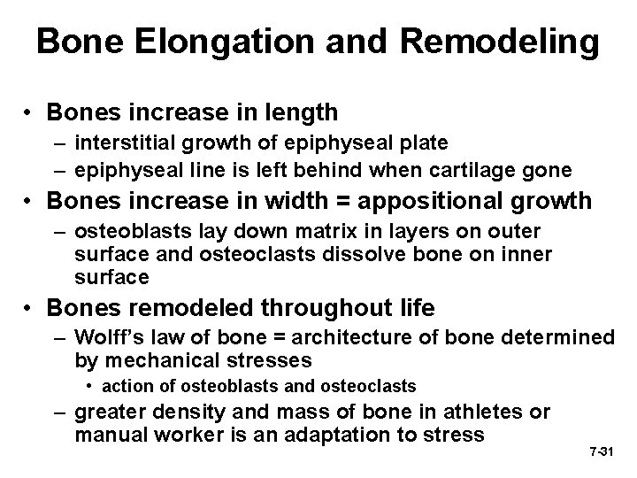 Bone Elongation and Remodeling • Bones increase in length – interstitial growth of epiphyseal