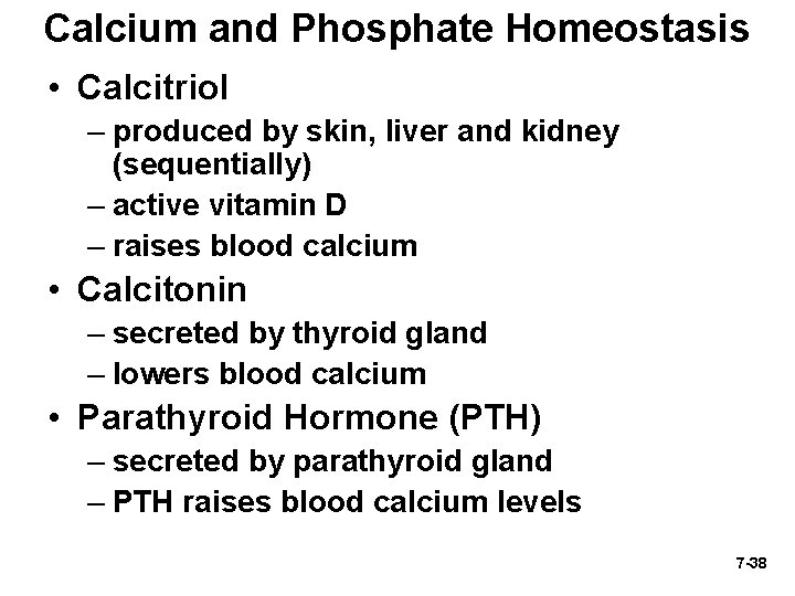 Calcium and Phosphate Homeostasis • Calcitriol – produced by skin, liver and kidney (sequentially)