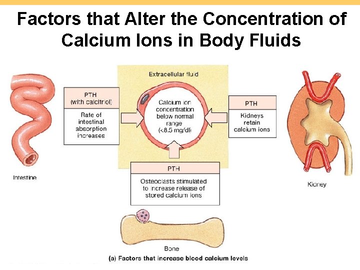 Factors that Alter the Concentration of Calcium Ions in Body Fluids 7 -39 Figure