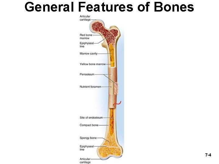 General Features of Bones 7 -4 