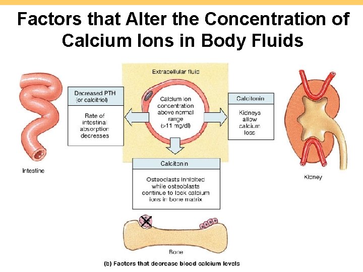 Factors that Alter the Concentration of Calcium Ions in Body Fluids 7 -40 Figure