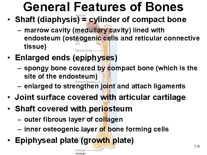 General Features of Bones • Shaft (diaphysis) = cylinder of compact bone – marrow