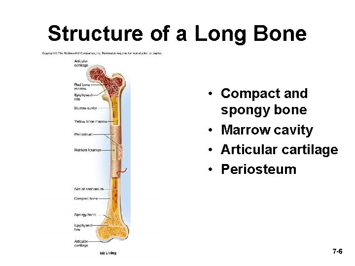 Structure of a Long Bone • Compact and spongy bone • Marrow cavity •