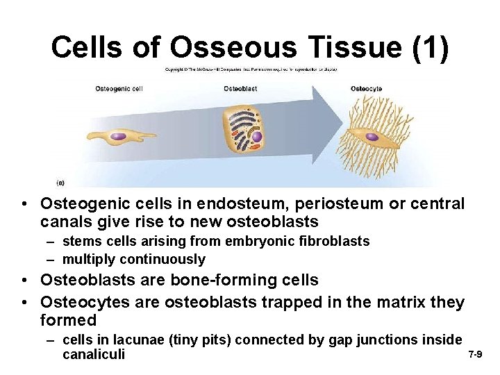 Cells of Osseous Tissue (1) • Osteogenic cells in endosteum, periosteum or central canals