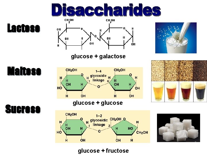 Lactose glucose + galactose Maltose Sucrose glucose + fructose 