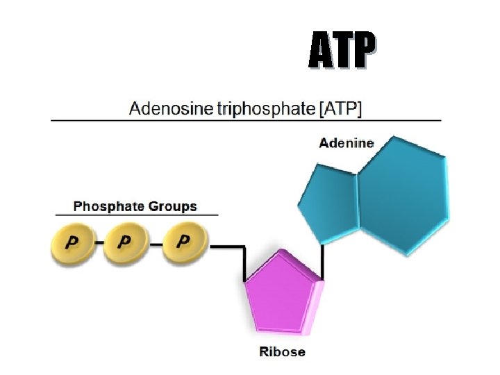 ATP 