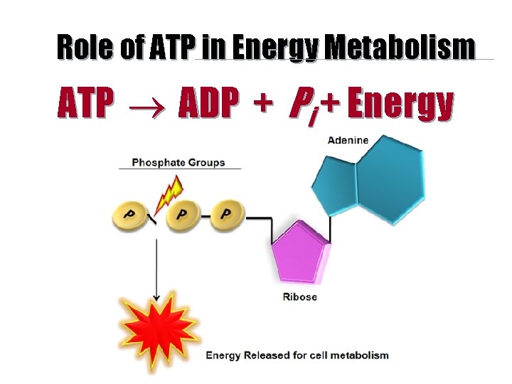Role of ATP in Energy Metabolism ATP ADP + Pi + Energy 