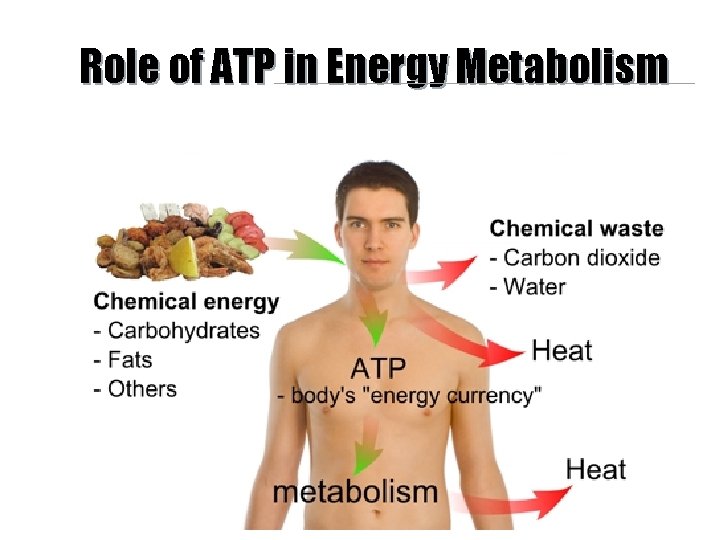 Role of ATP in Energy Metabolism 