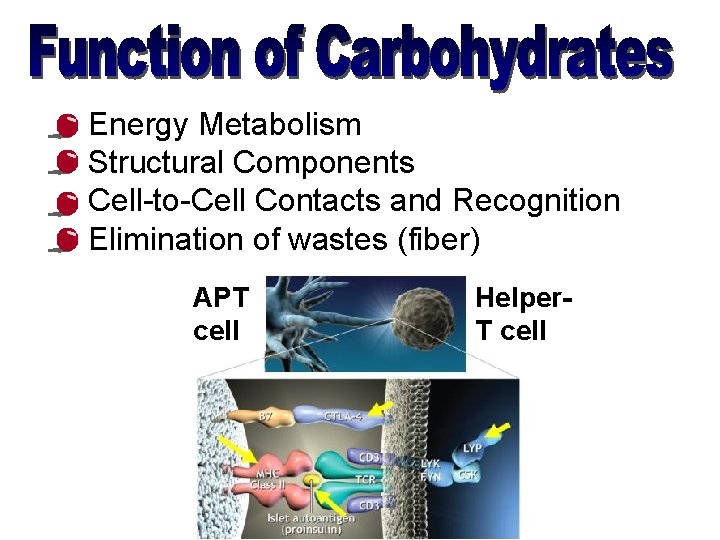  • • Energy Metabolism Structural Components Cell-to-Cell Contacts and Recognition Elimination of wastes