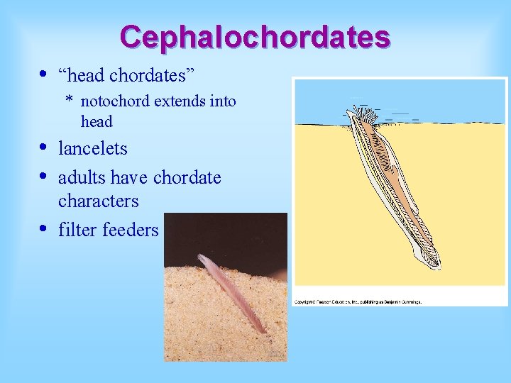 Cephalochordates • “head chordates” * notochord extends into head • • • lancelets adults