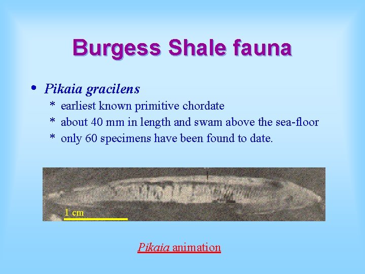 Burgess Shale fauna • Pikaia gracilens * earliest known primitive chordate * about 40