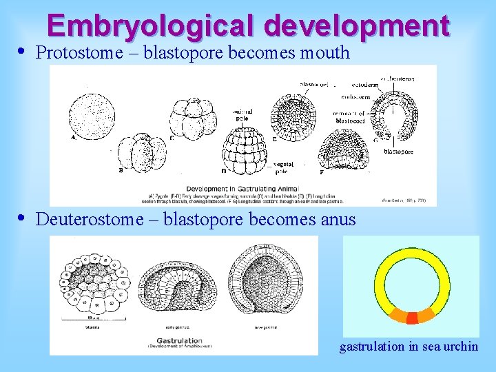 Embryological development • Protostome – blastopore becomes mouth • Deuterostome – blastopore becomes anus