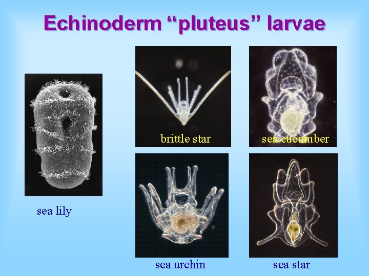 Echinoderm “pluteus” larvae brittle star sea cucumber sea lily sea urchin sea star 