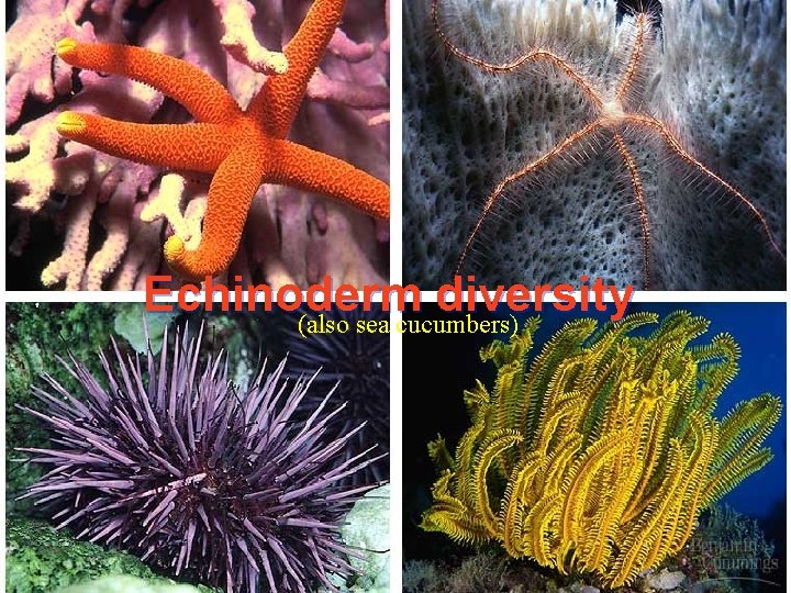 Echinoderm diversity (also sea cucumbers) 