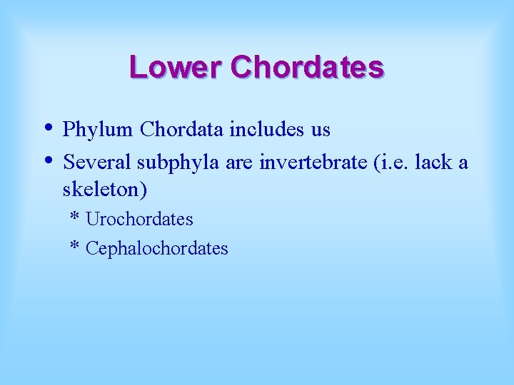 Lower Chordates • • Phylum Chordata includes us Several subphyla are invertebrate (i. e.