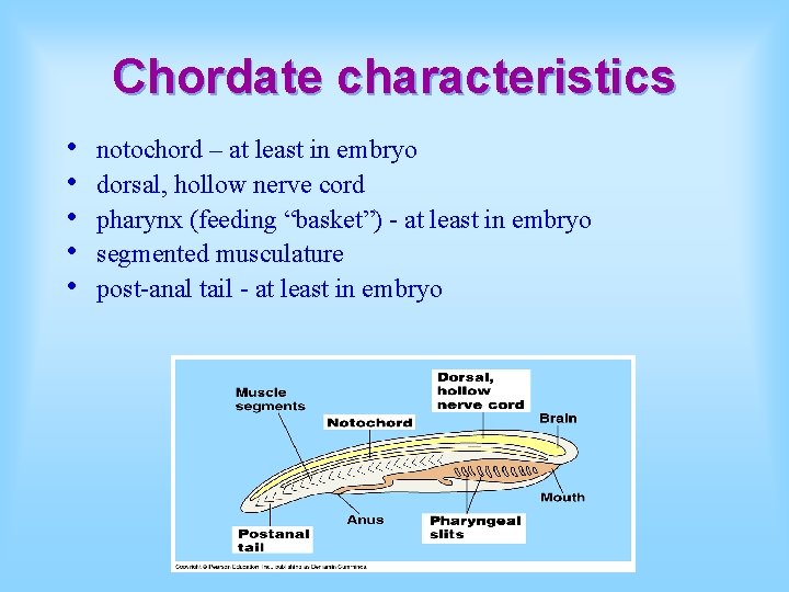Chordate characteristics • • • notochord – at least in embryo dorsal, hollow nerve