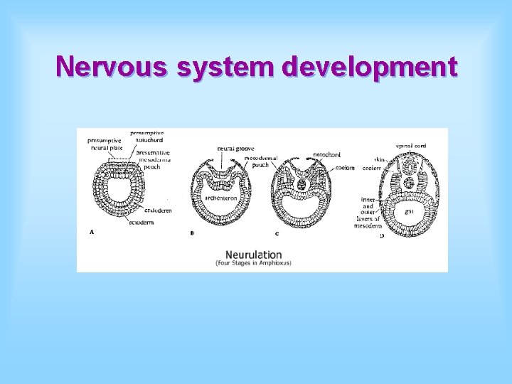 Nervous system development 
