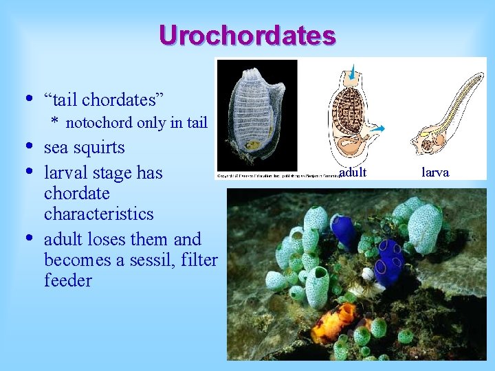 Urochordates • • “tail chordates” * notochord only in tail sea squirts larval stage