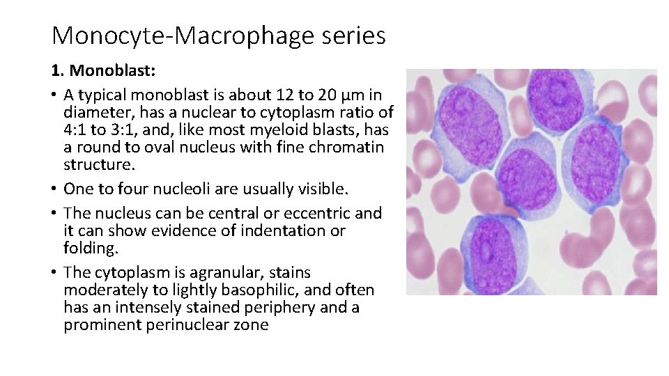 Monocyte-Macrophage series 1. Monoblast: • A typical monoblast is about 12 to 20 µm