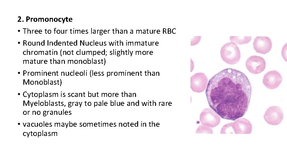2. Promonocyte • Three to four times larger than a mature RBC • Round