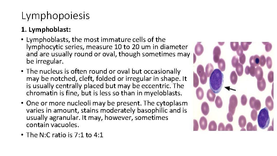 Lymphopoiesis 1. Lymphoblast: • Lymphoblasts, the most immature cells of the lymphocytic series, measure