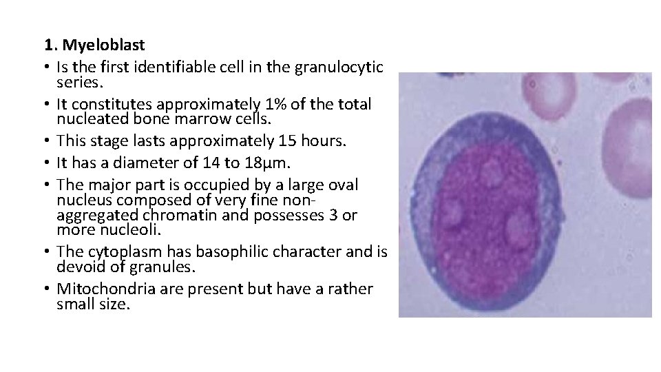 1. Myeloblast • Is the first identifiable cell in the granulocytic series. • It
