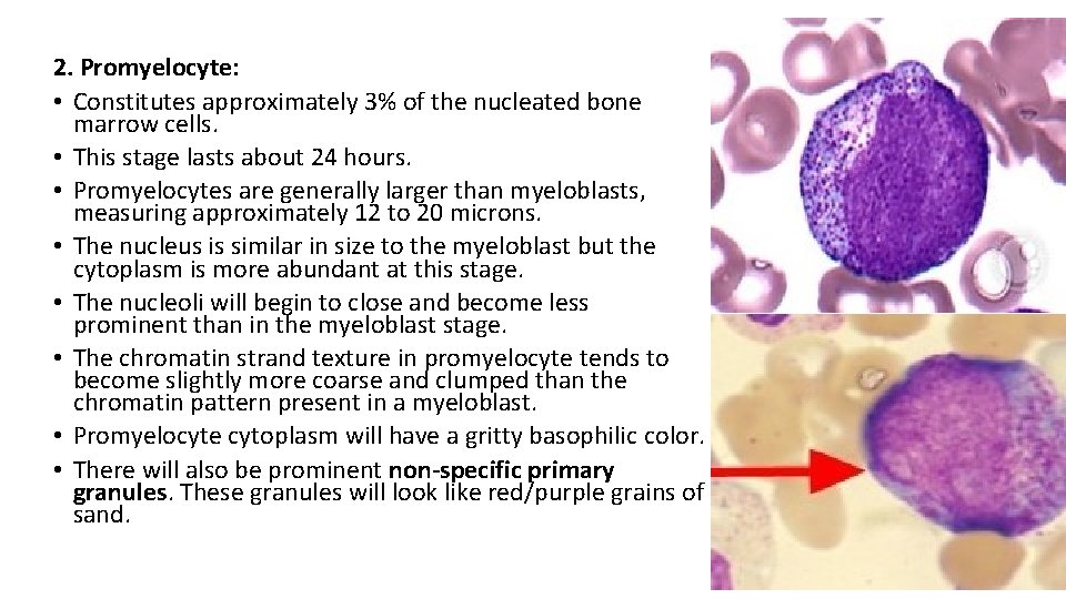 2. Promyelocyte: • Constitutes approximately 3% of the nucleated bone marrow cells. • This