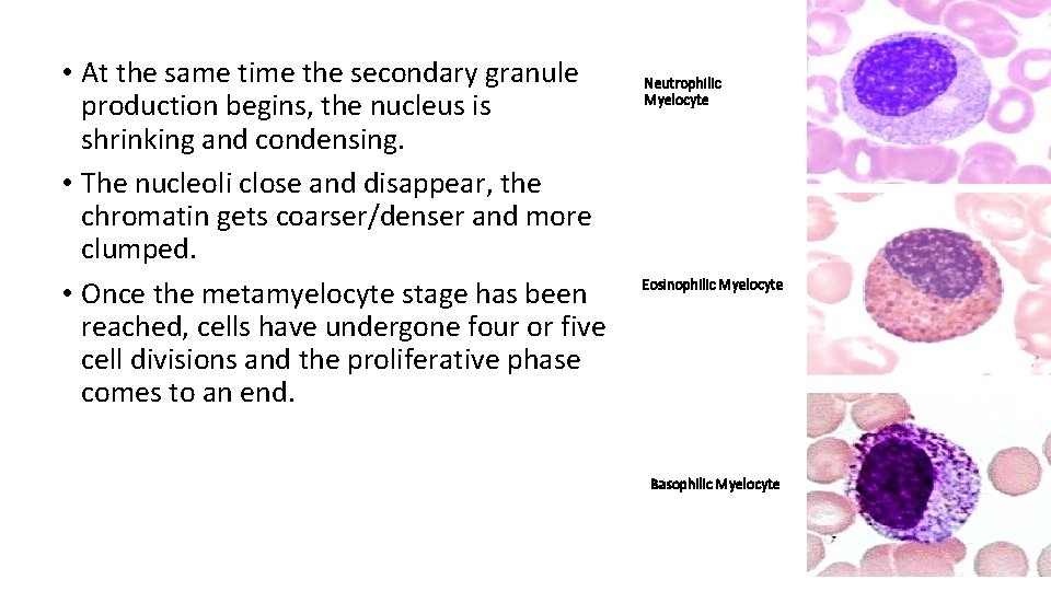  • At the same time the secondary granule production begins, the nucleus is