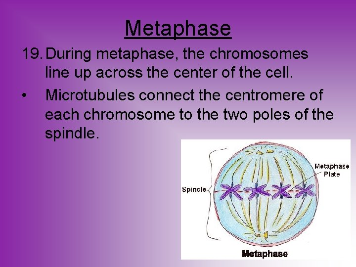 Metaphase 19. During metaphase, the chromosomes line up across the center of the cell.