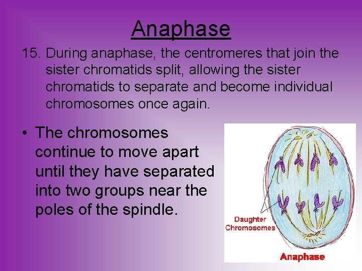 Anaphase 15. During anaphase, the centromeres that join the sister chromatids split, allowing the